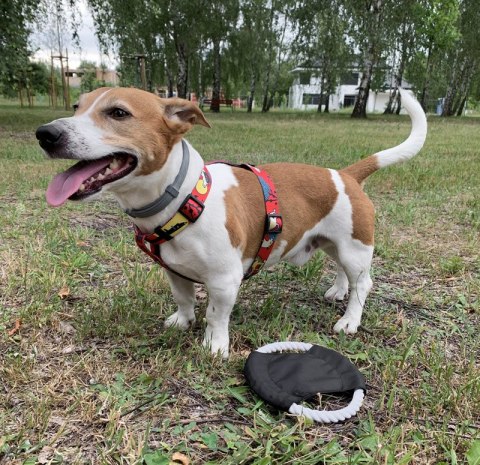Frisbee dla psa RINGO Frisbee dla psa RINGO