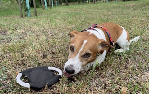 Frisbee dla psa RINGO Frisbee dla psa RINGO