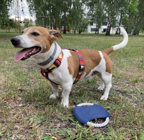 Frisbee dla psa RINGO Frisbee dla psa RINGO