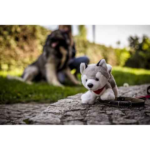Pluszowy pies husky | Trooper Pluszowy pies husky | Trooper