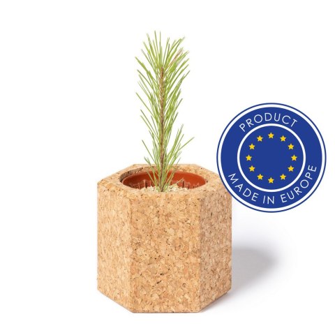 Korkowa doniczka, nasiona sosny Korkowa doniczka, nasiona sosny
